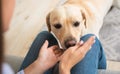 Labrador retriever playing with his owner at home Royalty Free Stock Photo