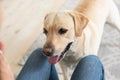 Labrador retriever is playing with owner at the apartment Royalty Free Stock Photo