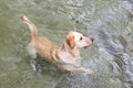 Labrador Retriever playing in the river. Royalty Free Stock Photo