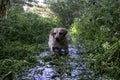 Labrador retriever playing in the river Royalty Free Stock Photo