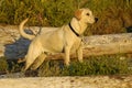 Labrador Retriever pointing