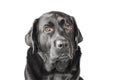 Labrador retriever portrait. Black dog adult isolate Royalty Free Stock Photo