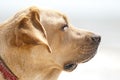 Labrador retriever portrait Royalty Free Stock Photo