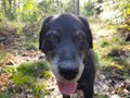 Labrador retriever portrait Royalty Free Stock Photo
