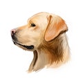 Labrador retriever portrait of purebred digital art illustration. Canadian mammal gun dog, hunting breed originated in Canada. Royalty Free Stock Photo