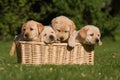 Labrador Retriever puppies in a basket Royalty Free Stock Photo