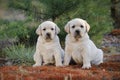 Labrador retriever puppies in garden Royalty Free Stock Photo