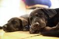 2 Labrador Retriever puppies sleep soundly