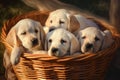 Labrador Retriever puppies in a wicker basket on the grass Royalty Free Stock Photo