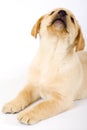 Labrador retriever puppy Royalty Free Stock Photo