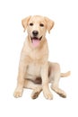 Labrador retriever puppy Royalty Free Stock Photo