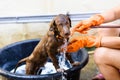 Labrador Retriever puppy bathing with soap