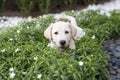 Labrador retriever puppy