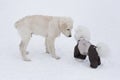 Labrador retriever puppy and bichon frise in beautiful pet clothing are standing in the winter park. Pet animals. Royalty Free Stock Photo