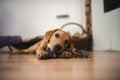 Labrador retriever puppy chewing on a toy Royalty Free Stock Photo