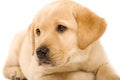 Labrador retriever puppy with cute eyes Royalty Free Stock Photo