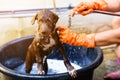 Labrador Retriever puppy dog bathing Royalty Free Stock Photo