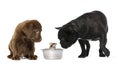 Labrador Retriever Puppy, French Bulldog, Garden mouse