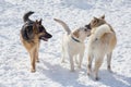 Labrador retriever puppy, german shepherd dog puppy and american akita puppy are staning on a white snow in the winter park. Pet Royalty Free Stock Photo