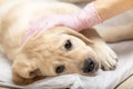 labrador retriever puppy getting vaccinated on white background Royalty Free Stock Photo