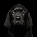 Labrador Retriever puppy isolated on black background Royalty Free Stock Photo