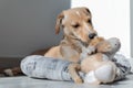 Labrador Retriever Puppy in Kennel