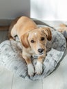 Labrador Retriever Puppy in Kennel