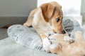 Labrador Retriever Puppy in Kennel