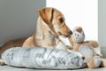 Labrador Retriever Puppy in Kennel