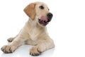 Labrador retriever puppy lick its nose and looks to side