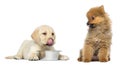 Labrador Retriever Puppy licking his lips in front of a bowl