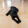 Cute little black labrador retriever dog Royalty Free Stock Photo