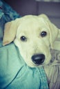 A labrador retriever puppy looking curious in hugs Royalty Free Stock Photo