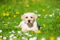 Labrador retriever puppy lying in a spring meadow Royalty Free Stock Photo