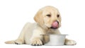 Labrador Retriever Puppy, 2 months old, licking his lips