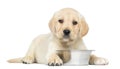 Labrador Retriever Puppy, 2 months old, lying down with metallic dog bowl Royalty Free Stock Photo