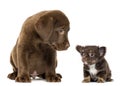 Labrador Retriever Puppy 2 months old sitting and looking at a Chihuahua puppy sitting and looking away Royalty Free Stock Photo