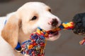 Labrador retriever puppy playing tug of war