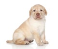 Labrador retriever puppy portrait Royalty Free Stock Photo