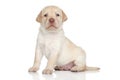 Labrador retriever puppy, portrait on a white background Royalty Free Stock Photo