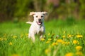 Labrador retriever puppy running in a spring meadow Royalty Free Stock Photo