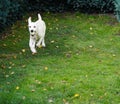 Labrador Retriever Puppy Royalty Free Stock Photo