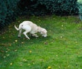 Labrador Retriever Puppy Royalty Free Stock Photo