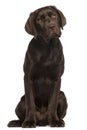 Labrador Retriever puppy, sitting Royalty Free Stock Photo