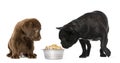 Labrador Retriever Puppy sitting with French Bulldog Royalty Free Stock Photo