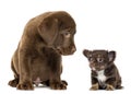 Labrador Retriever Puppy sitting and looking at a Chihuahua Royalty Free Stock Photo