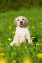Labrador retriever puppy sitting in a spring meadow Royalty Free Stock Photo