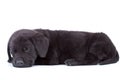 Labrador retriever puppy sleeping Royalty Free Stock Photo