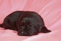 Labrador retriever Puppy Sleeping Royalty Free Stock Photo