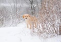 Labrador retriever puppy in the snow Royalty Free Stock Photo